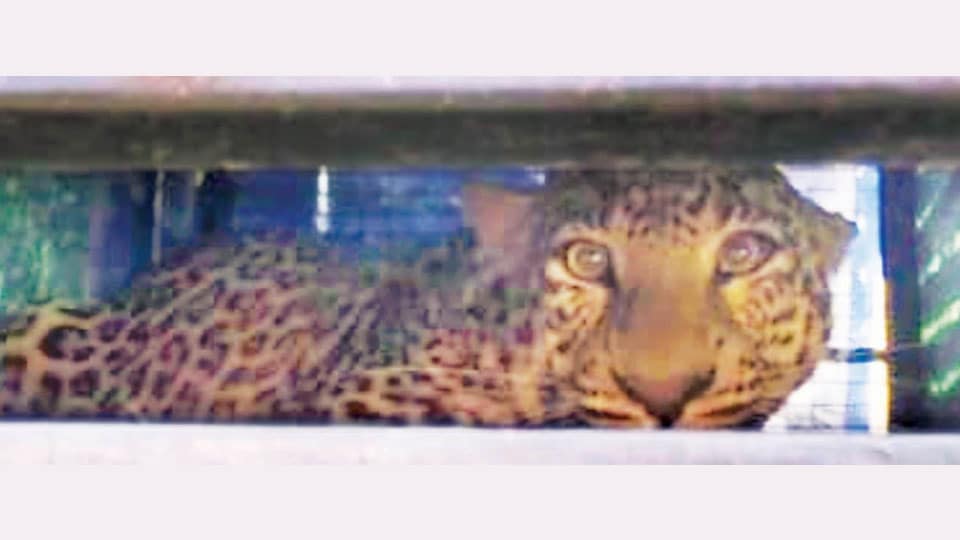 KRS Leopard trapped