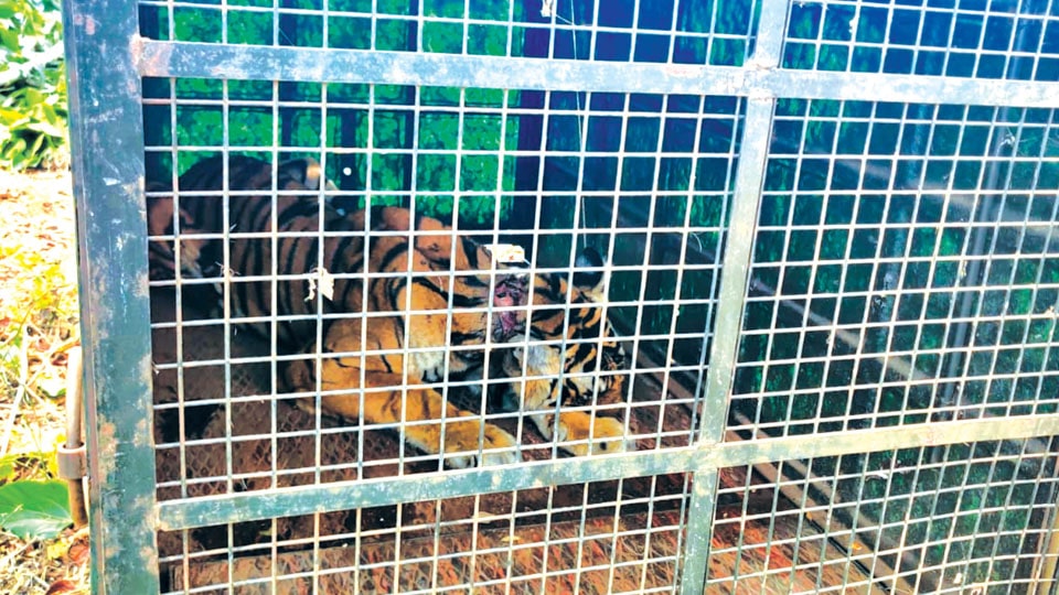 Kerala tigress with snare on neck captured in Bandipur