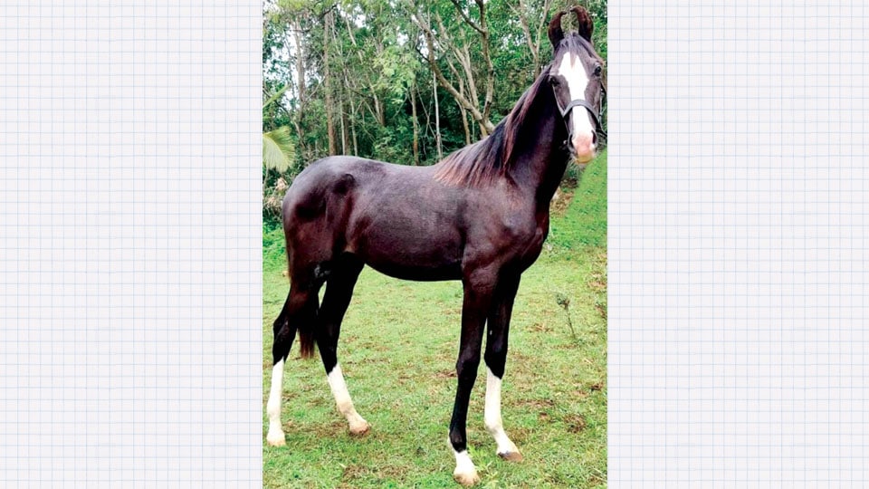 Find this Horse; win Rs. 25,000