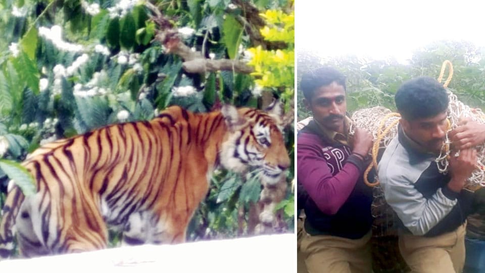 Tiger caught in South Kodagu but fresh attacks continue
