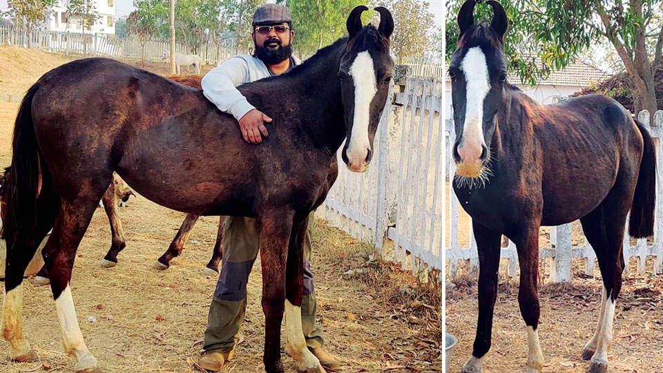 Stolen horse returned to its rightful owner