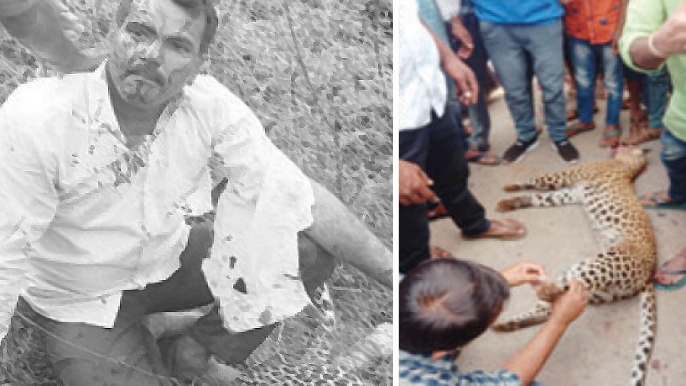Modern ‘Hoysala’ kills leopard in Hassan