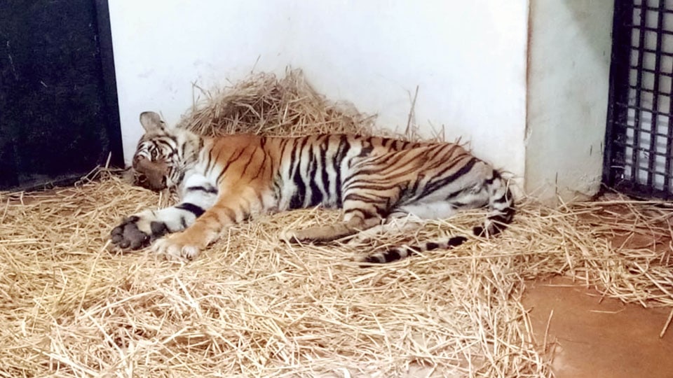 Captured tigress shifted to Koorgalli Rescue Centre
