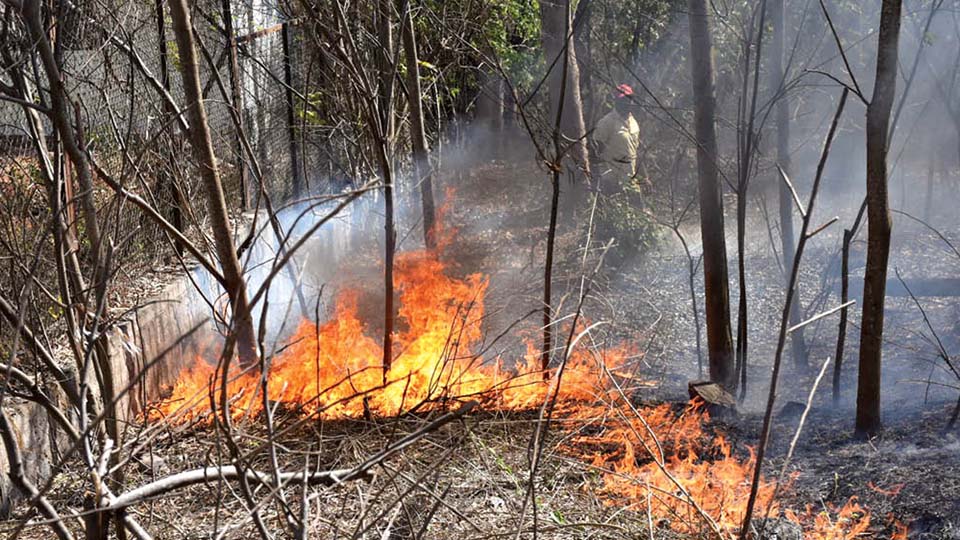 Fire destroys plants, trees near Kalamandira