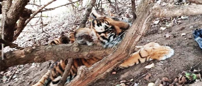 Dehydrated tiger cubs found lying amidst bushes by the Forest staff near Nugu in Bandipur Tiger Reserve yesterday afternoon.