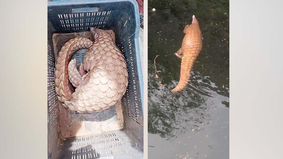 Pangolin rescued from well