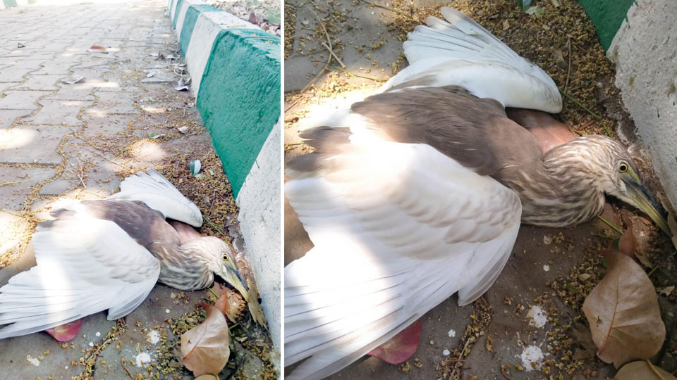 Birds death: MCC to clean drainage at Vijayanagar