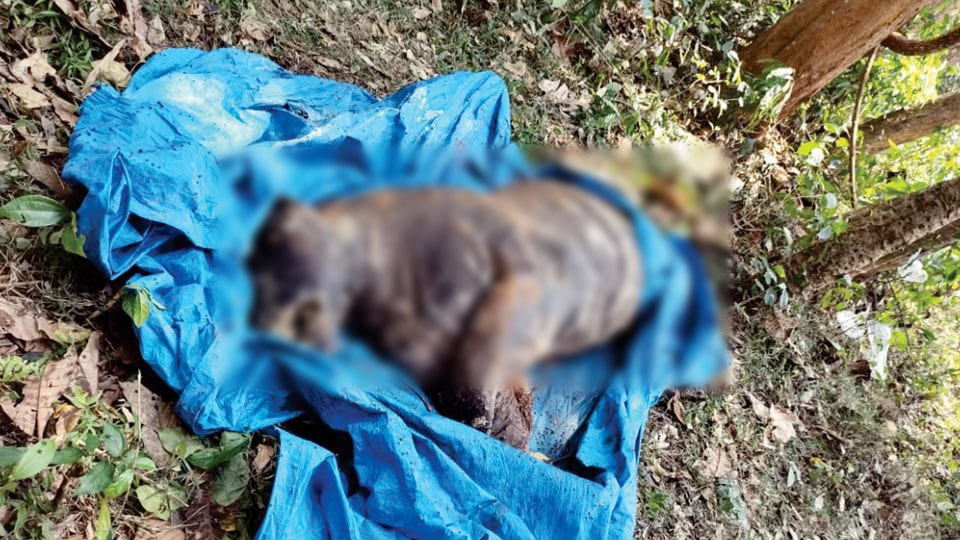 Tiger carcass found in South Kodagu