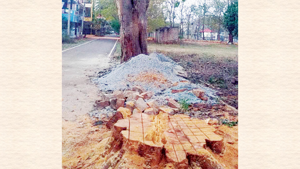 City activists to protest axing of banyan tree at Srirampura tomorrow