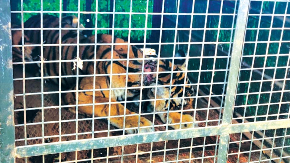 Kerala tigress recuperates at Mysuru Zoo rescue centre