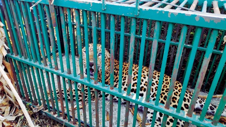 Leopard that had attacked boy near Kadakola trapped