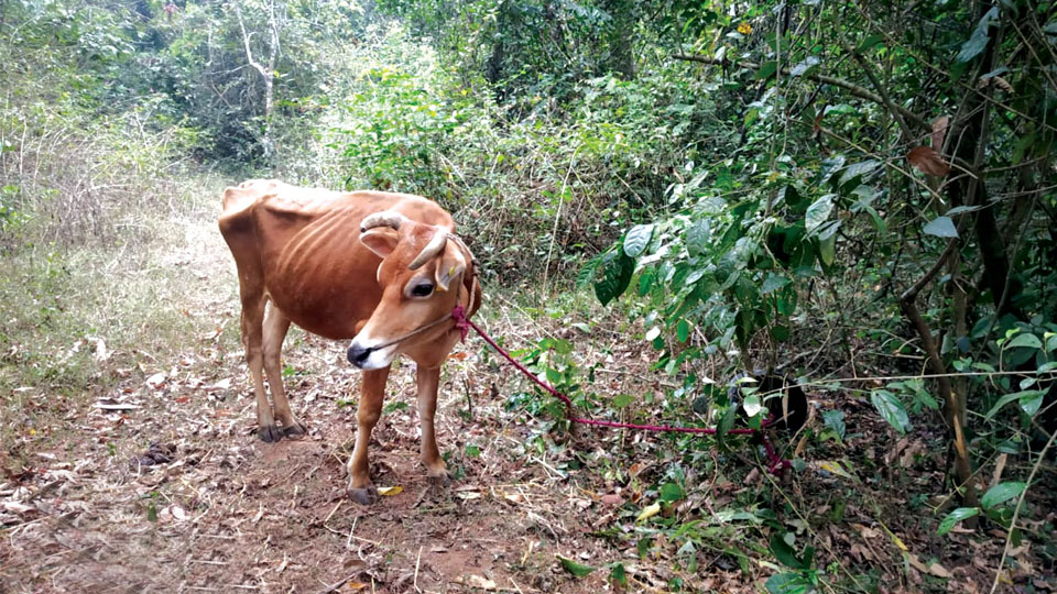 Cows killed in tiger attack at Kodagu, H.D. Kote