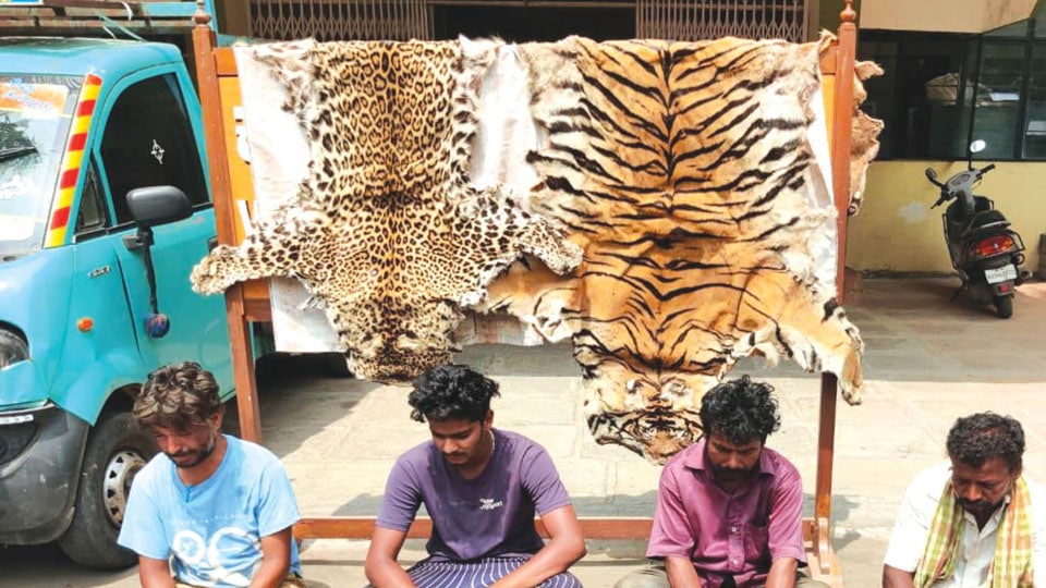 Four arrested for poaching tiger, leopard
