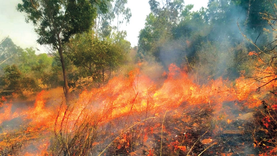 Setting fire to Maddur Forest in Bandipur