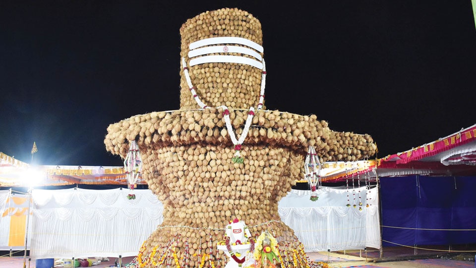 Giant coconut Shivalinga opens for public darshan