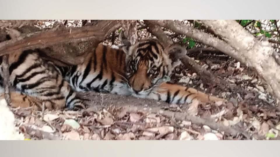 Three tiger cubs abandoned by mother found at Bandipur