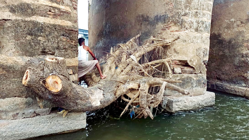 Trees cleared from 10 piers of Heritage Bridge over Kapila