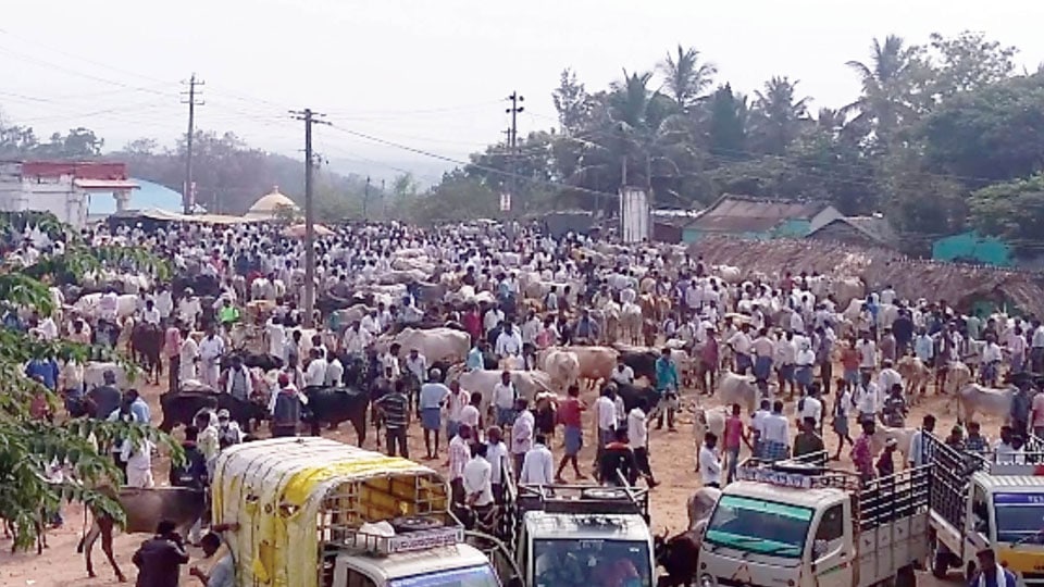 Cattle fair held amidst COVID pandemic at Chunchanakatte