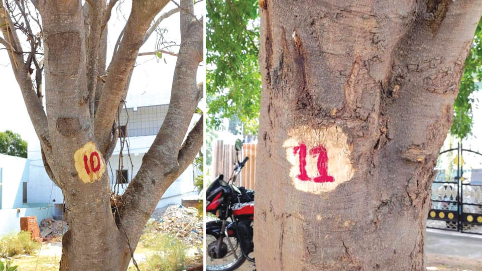 56 trees in Vijayanagar First Stage marked for cutting?