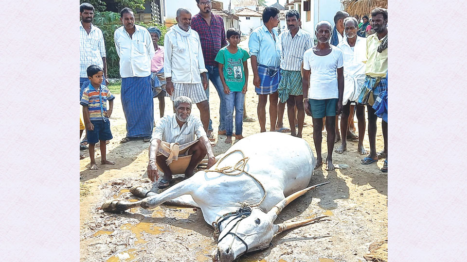 Ox electrocuted after live wire falls on it