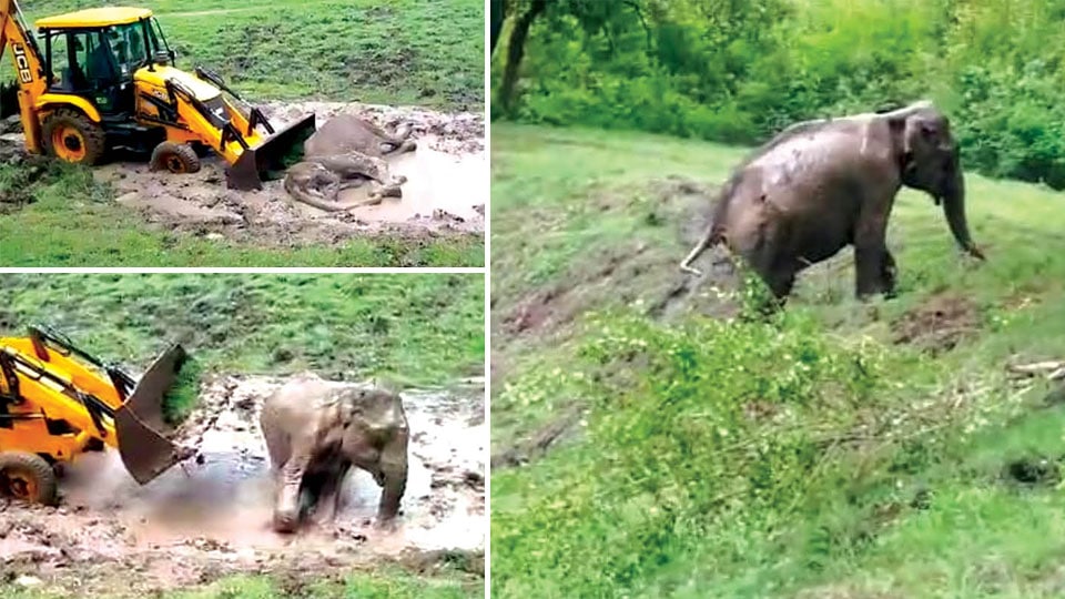 Elephant stuck in slush rescued