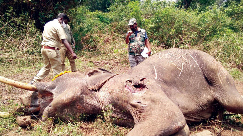 Wild tusker found dead at Nagarahole