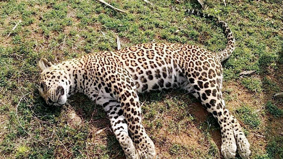 Dog Poisoned… Leopards Die !