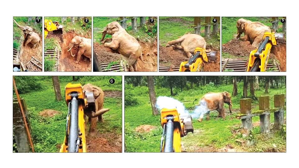 Tusker falls into pit in Kodagu, trench dug to rescue