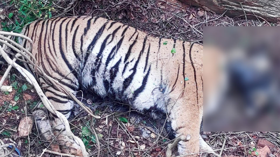 Tigress found dead in Bandipur
