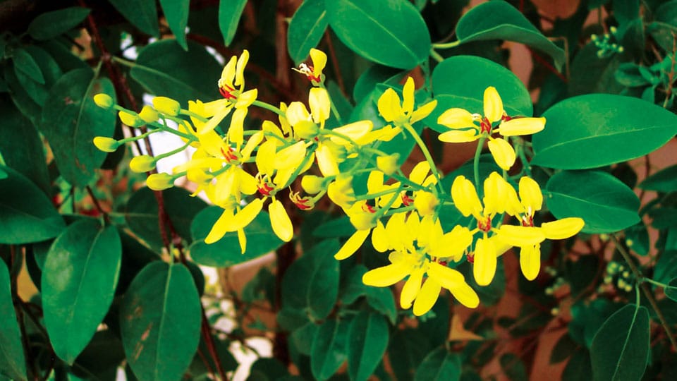 Golden Thryallis: A graceful shrub