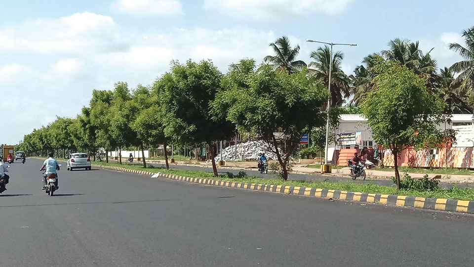 Neem trees bring cool breeze for Ring Road residents, riders
