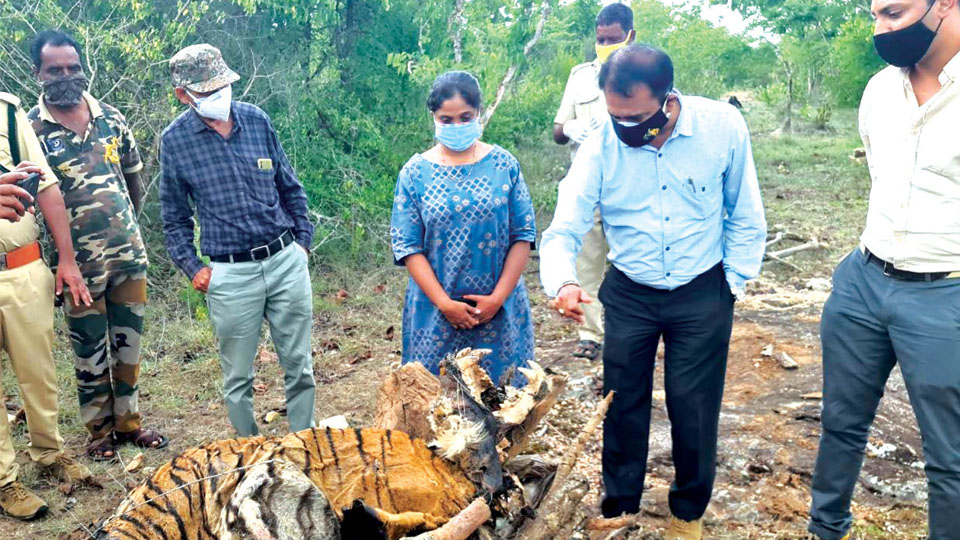 Decomposed carcass of tiger found in Bandipur