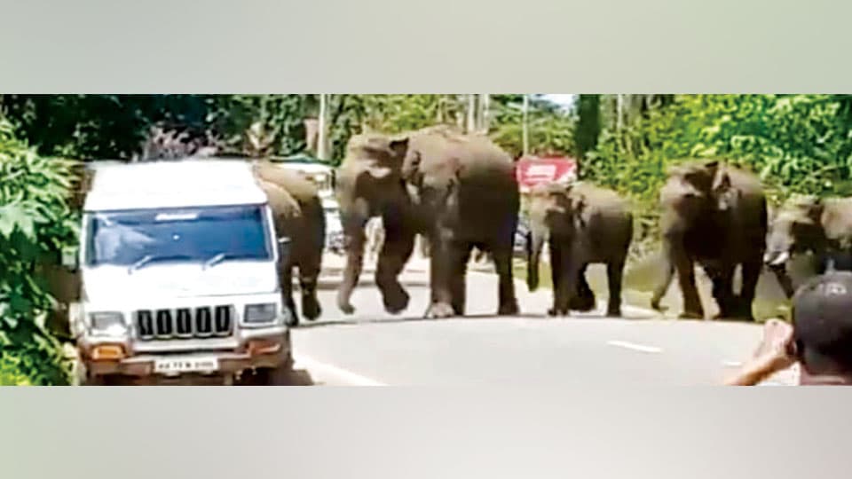 Elephant herd crosses Gonikoppal main road