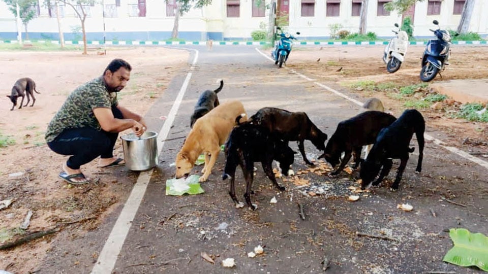 KMPK Charitable Trust feeds stray dogs in city