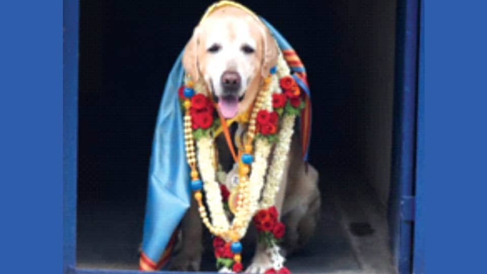 Ganesh, the sniffer dog retires