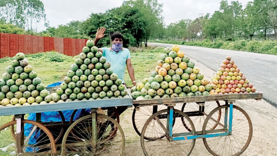 Mango sales turn sour on Highway