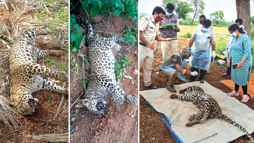 Unnatural deaths:  Leopard carcasses found in Nanjangud