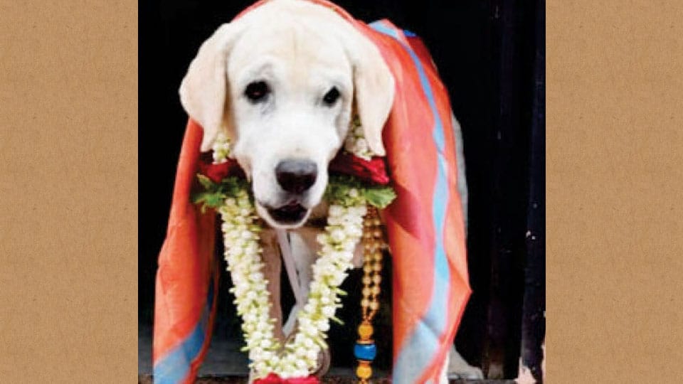 Retired bomb detector dog Hari passes away