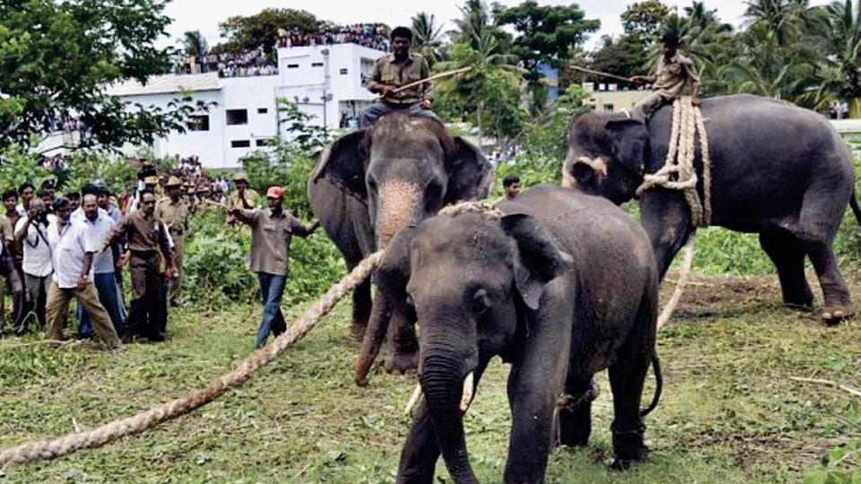 When elephant rampage caused terror 10 years ago