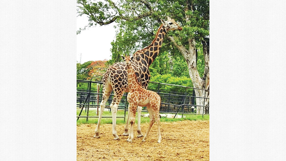 Giraffe Lakshmi gives birth at Mysuru Zoo