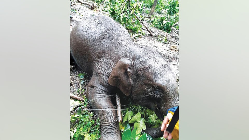 Elephant dies after coming in contact with solar fence