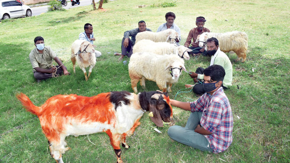 Bakrid: Pandemic casts shadow over sheep sales in city