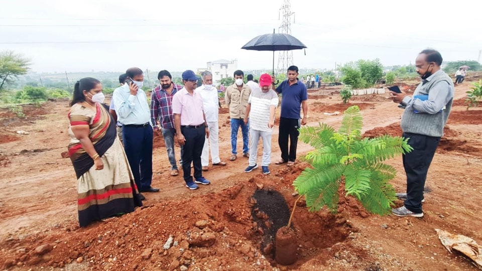 MUDA staff revive Park; plant 2,500 saplings