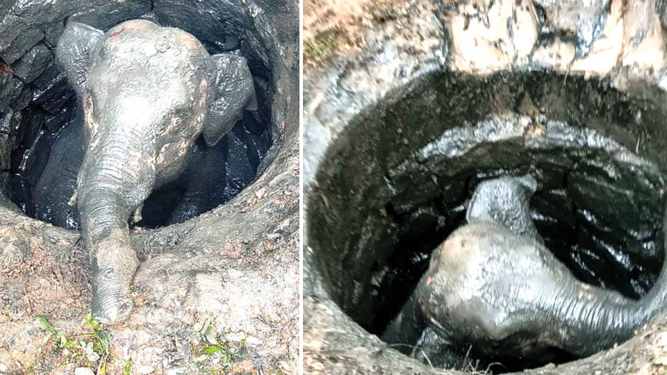 Baby elephant falls into pit; rescued