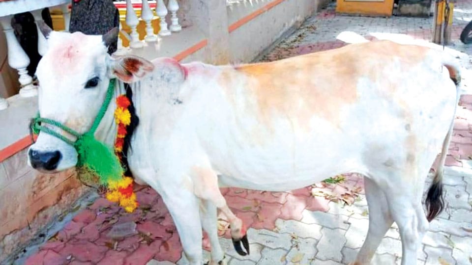 Five-legged bull calf used for begging rescued, shifted to Pinjrapole