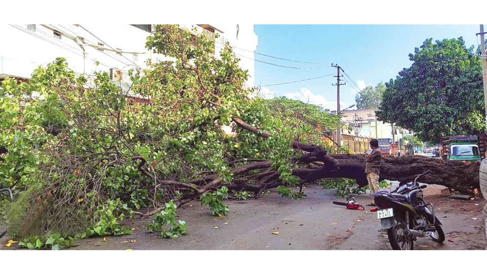 Huge tree uprooted near Mission Hospital