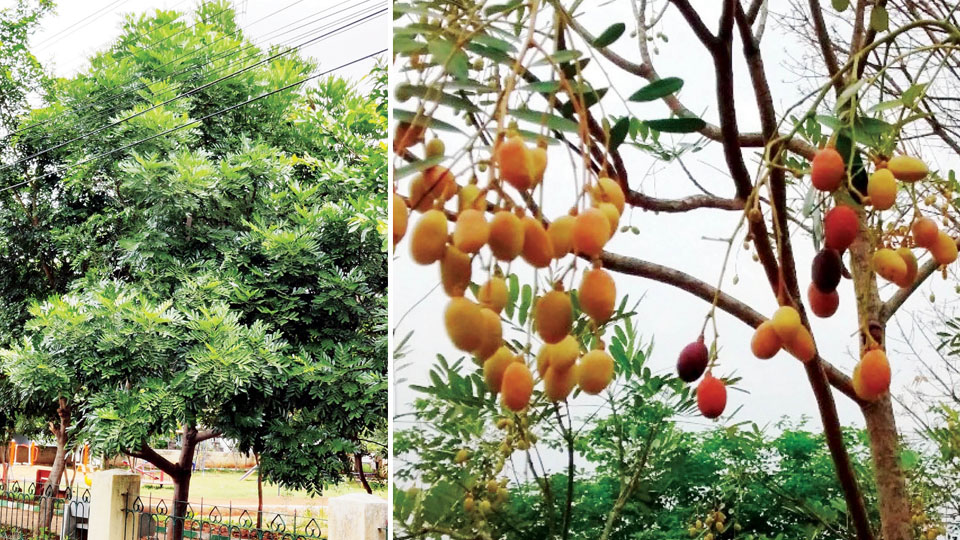 Paradise Tree: A tree for health & wealth
