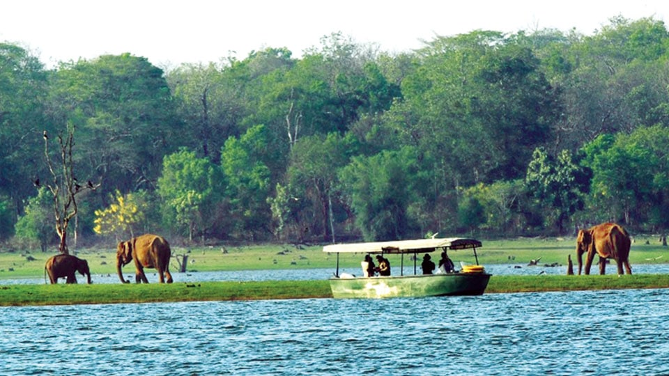 Jungle Lodges and Resorts rides on ‘Revenge Travel’