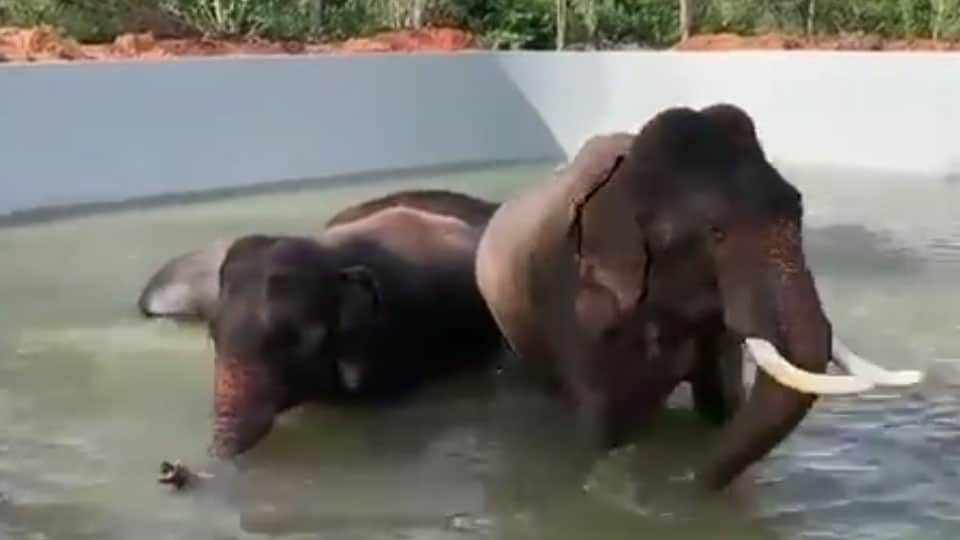 Swimming pool for elephants at Koorgalli Rehabilitation Centre