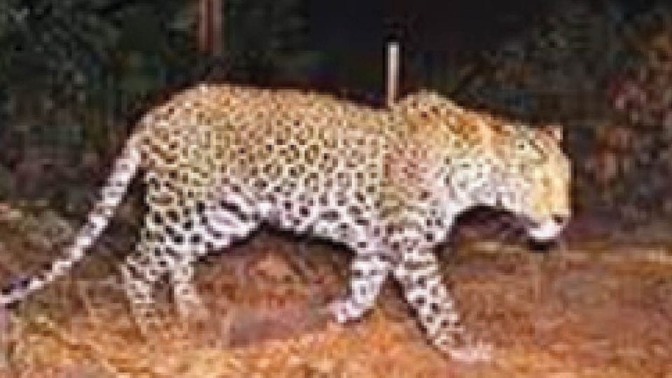 Leopards spotted at Lalithadripura?